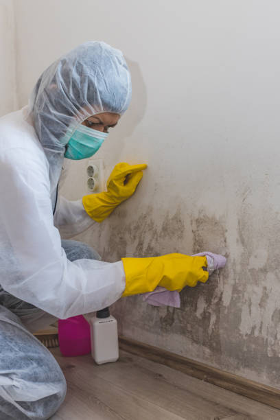Best Real Estate Mold Inspection  in Cascade Valley, WA