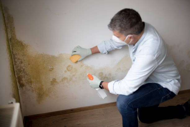 Best Mold Odor Removal Services  in Cascade Valley, WA